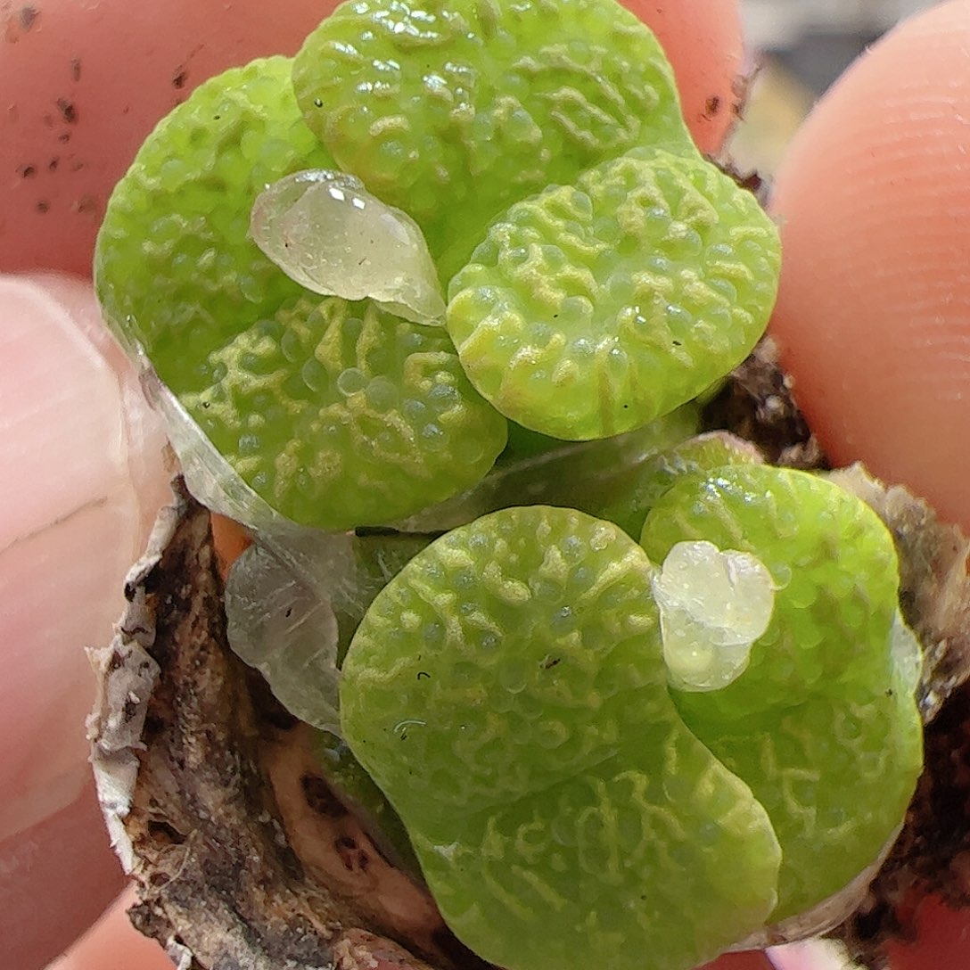 【闪购商品】51 勋章