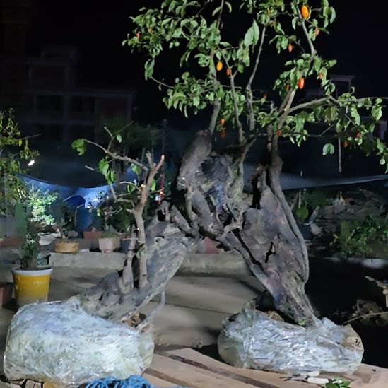 老***我当前无花朵，栽培后可花朵山里人家金单子