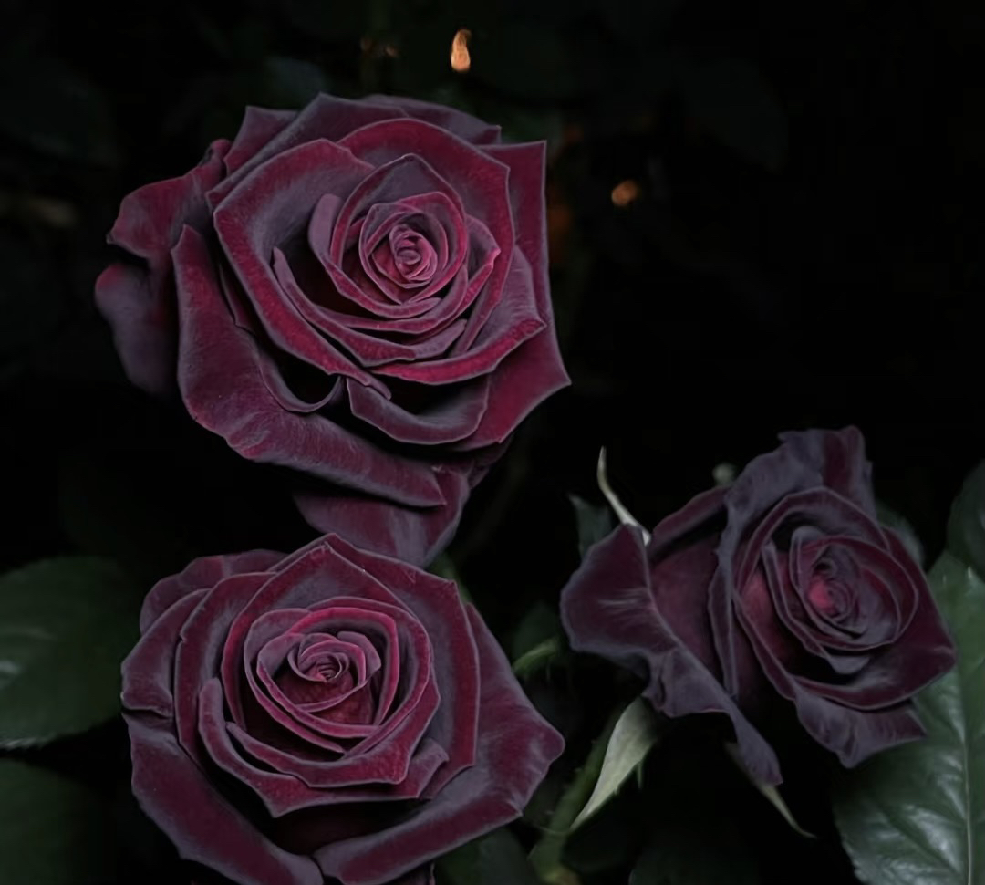 阿馥苑超级大苗【黑巴克】玫瑰花苗