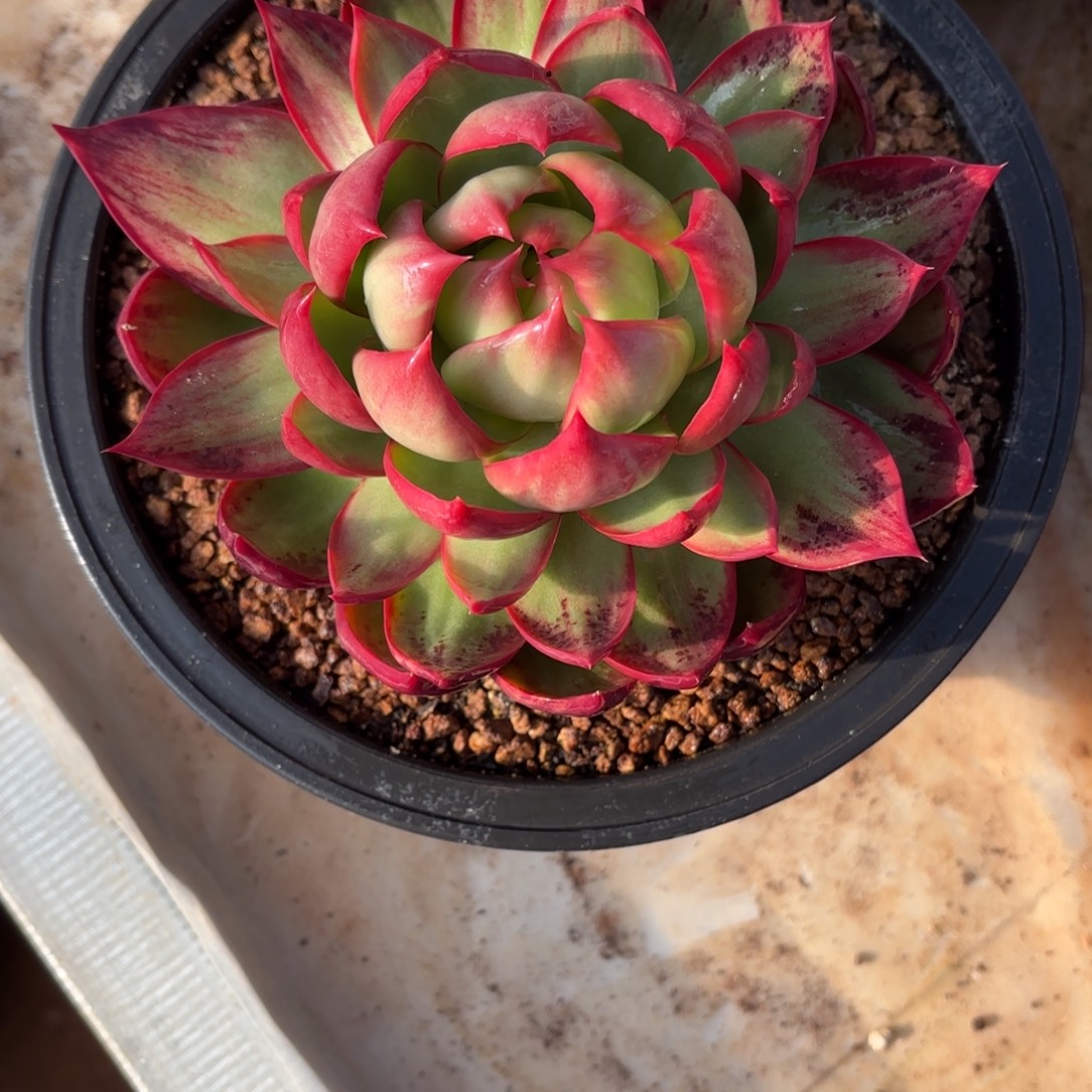 这个惊鸿仙子也好好看的，好看的。