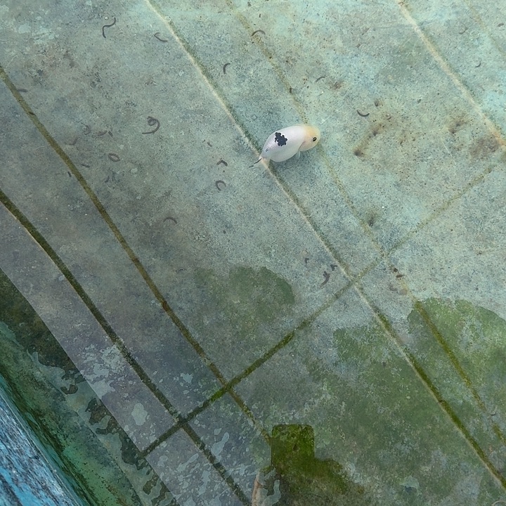 三***、海水鱼三一条奶牛兰寿