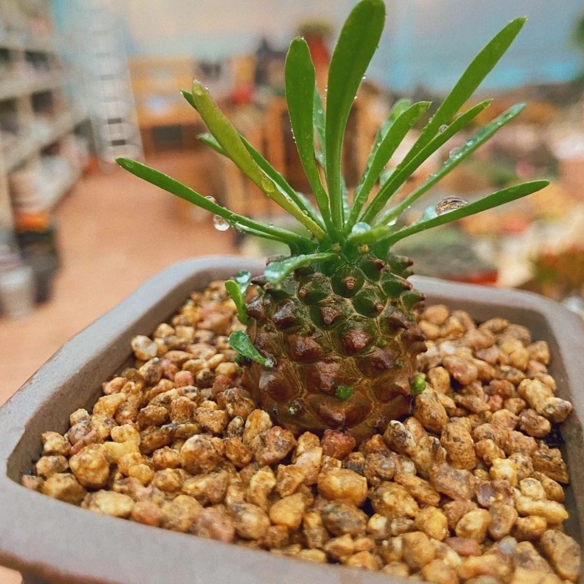 峨眉山小菠萝一颗单头多肉植物（满15.8包邮）