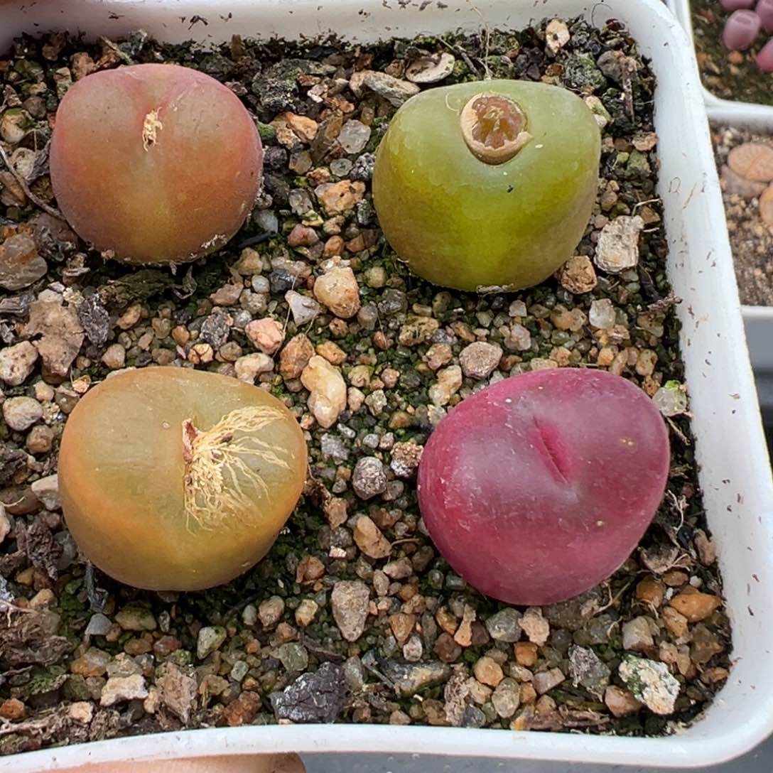 2.15好看的多肉670