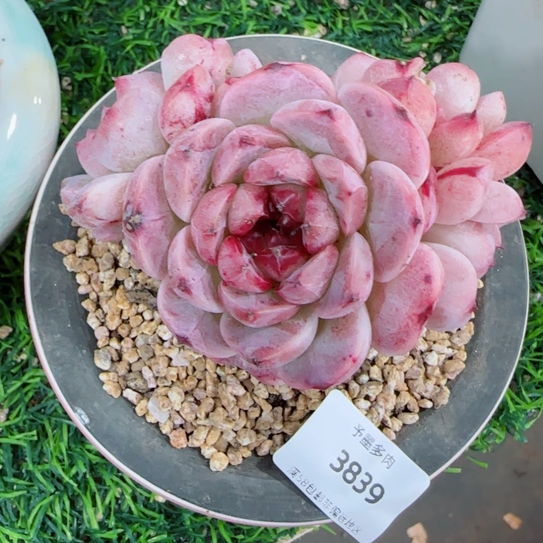 白底天鹅绒，3839多肉植物