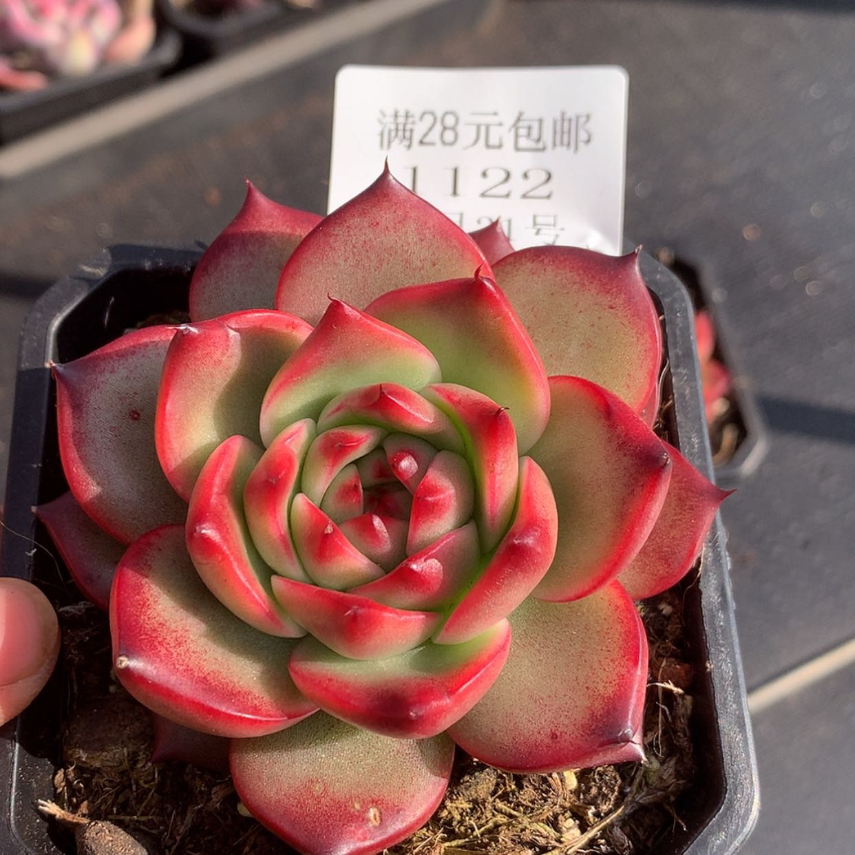 【闪购商品】云1122号