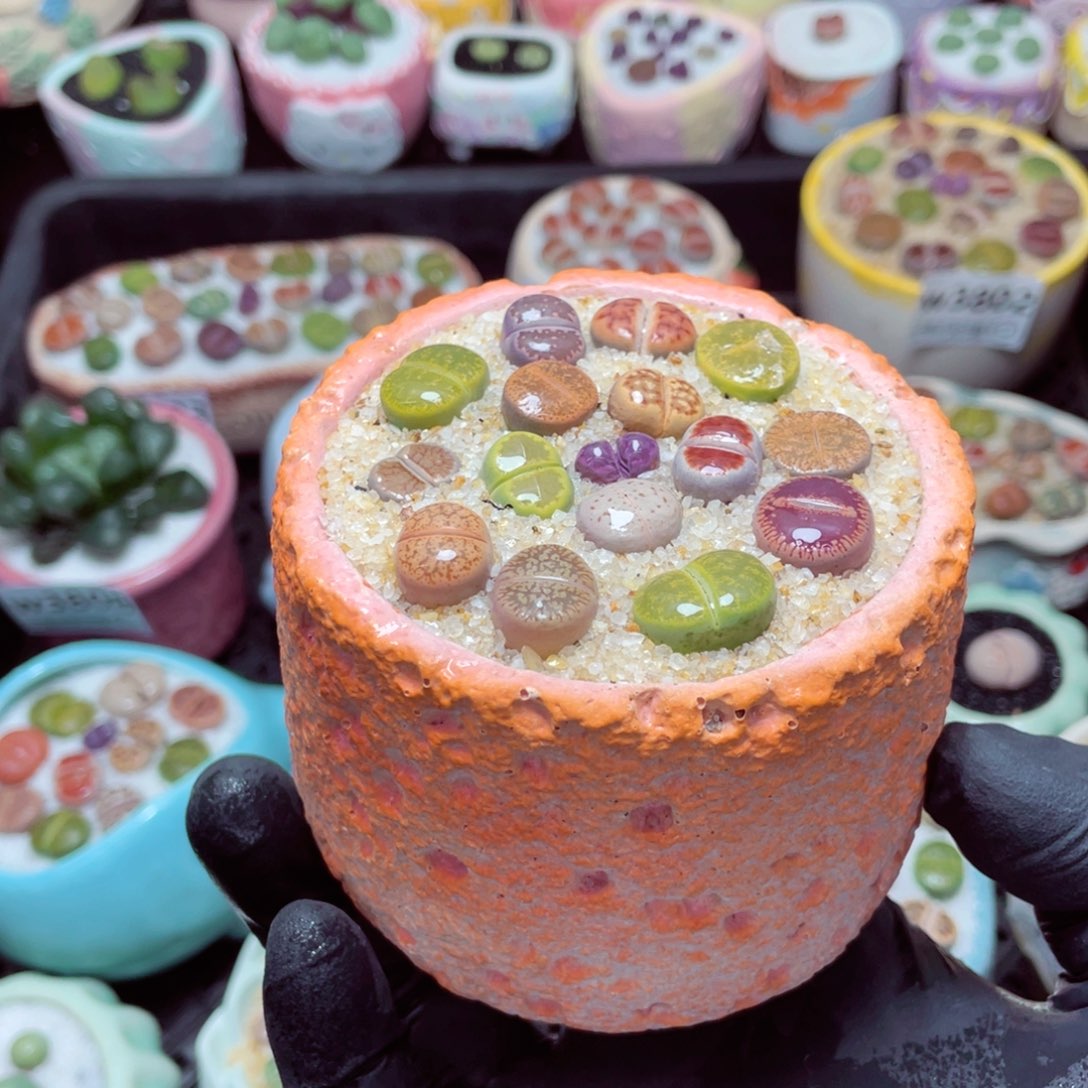 w3816--带盆土发货，零下地区拍保温箱