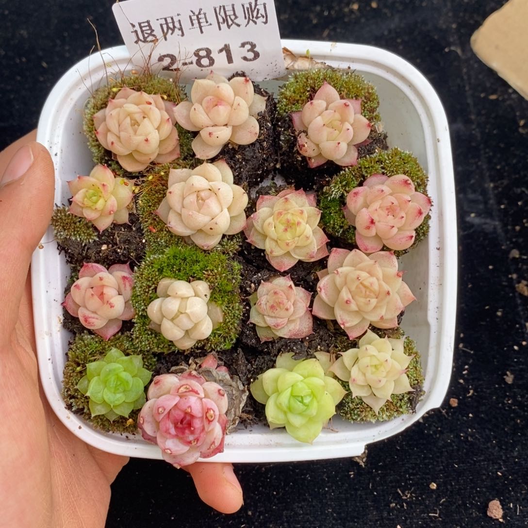 2-813 新疆西藏内蒙不发其他12.8包邮两到三公分多肉