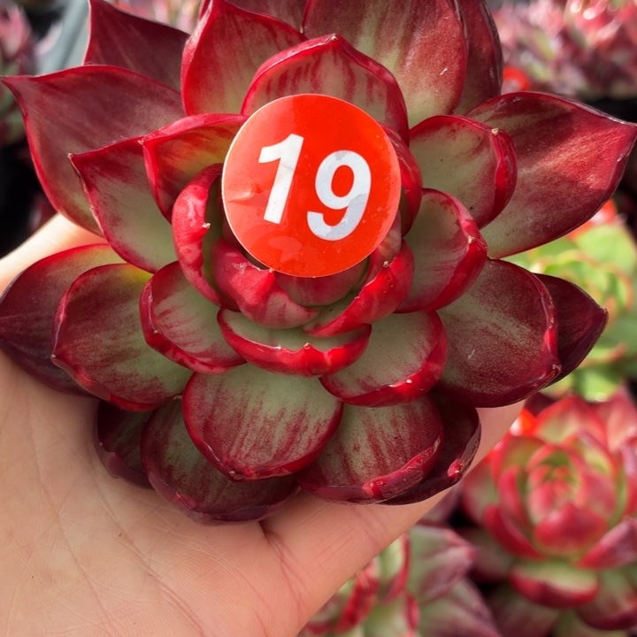 云***儿多肉植物 惊鸿仙子-4