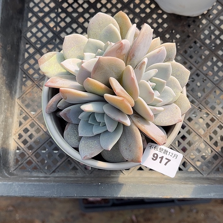 阿雅园艺。     917红茶