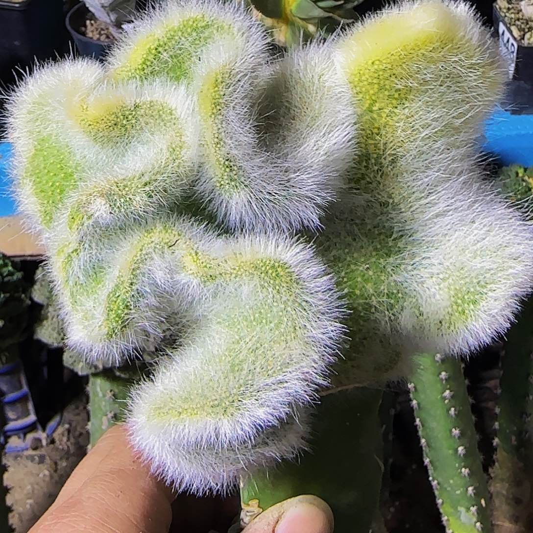 九尾狐缀化497仙人球