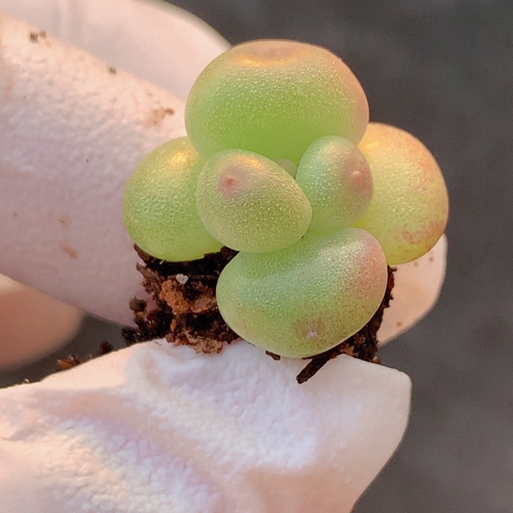 是****一物一拍 咔咔咔咔