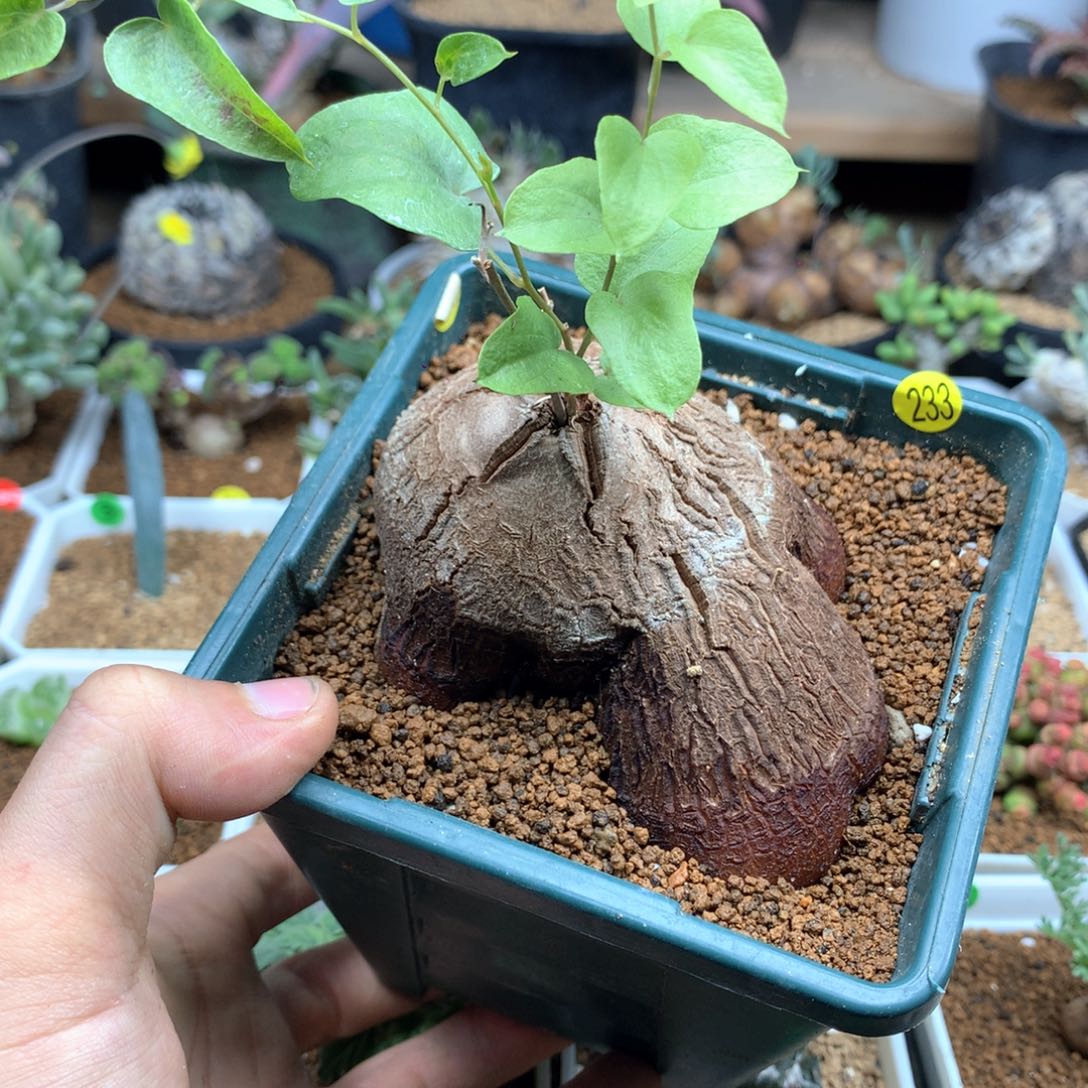 象足龟甲龙带盆发货