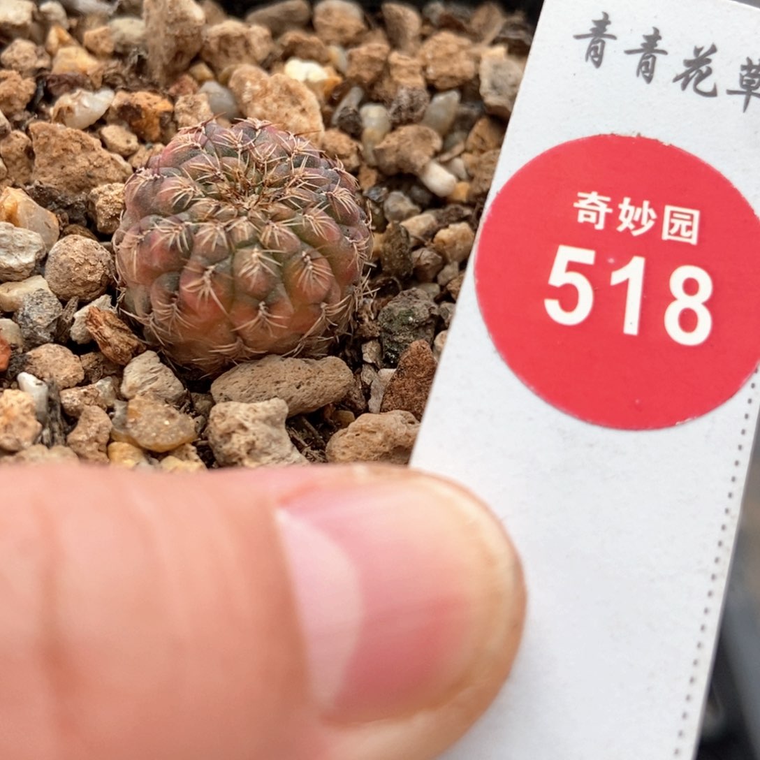 自根宝山锦一颗56988