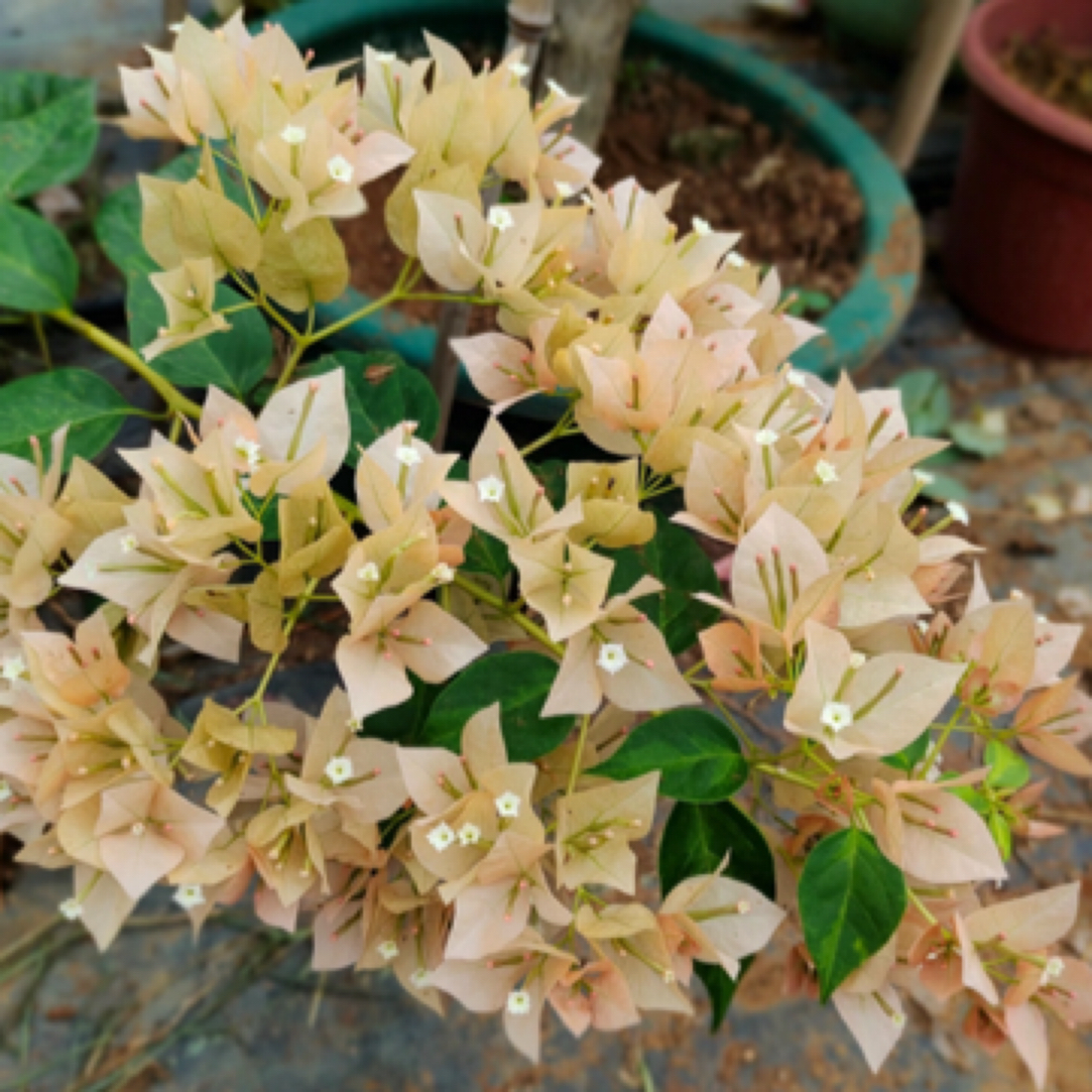 森朴【暗斑马斯】原生扦插袋苗（包对版不包售后）