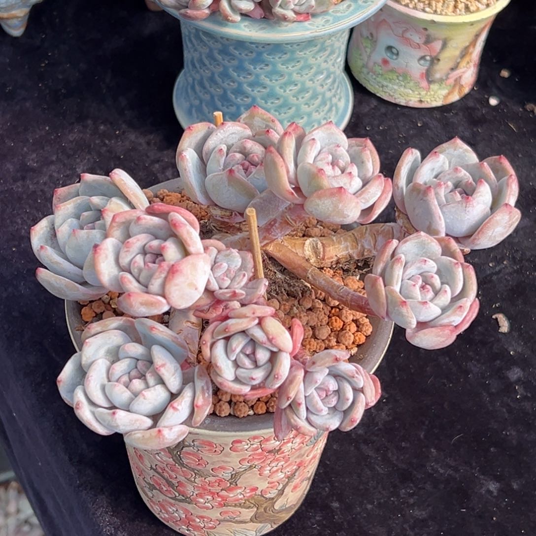 新年快乐 新年快乐