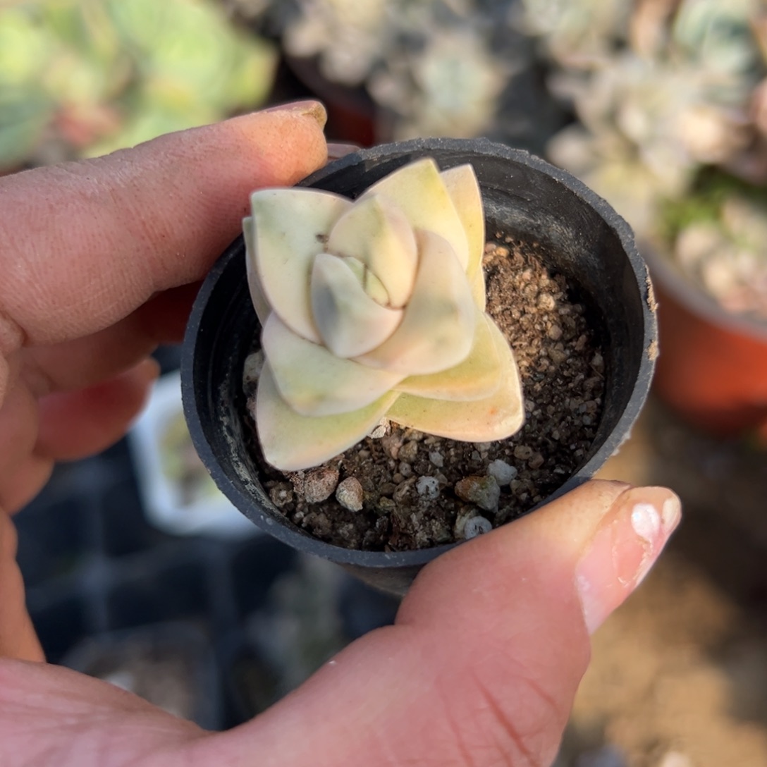 多肉植物多肉植物