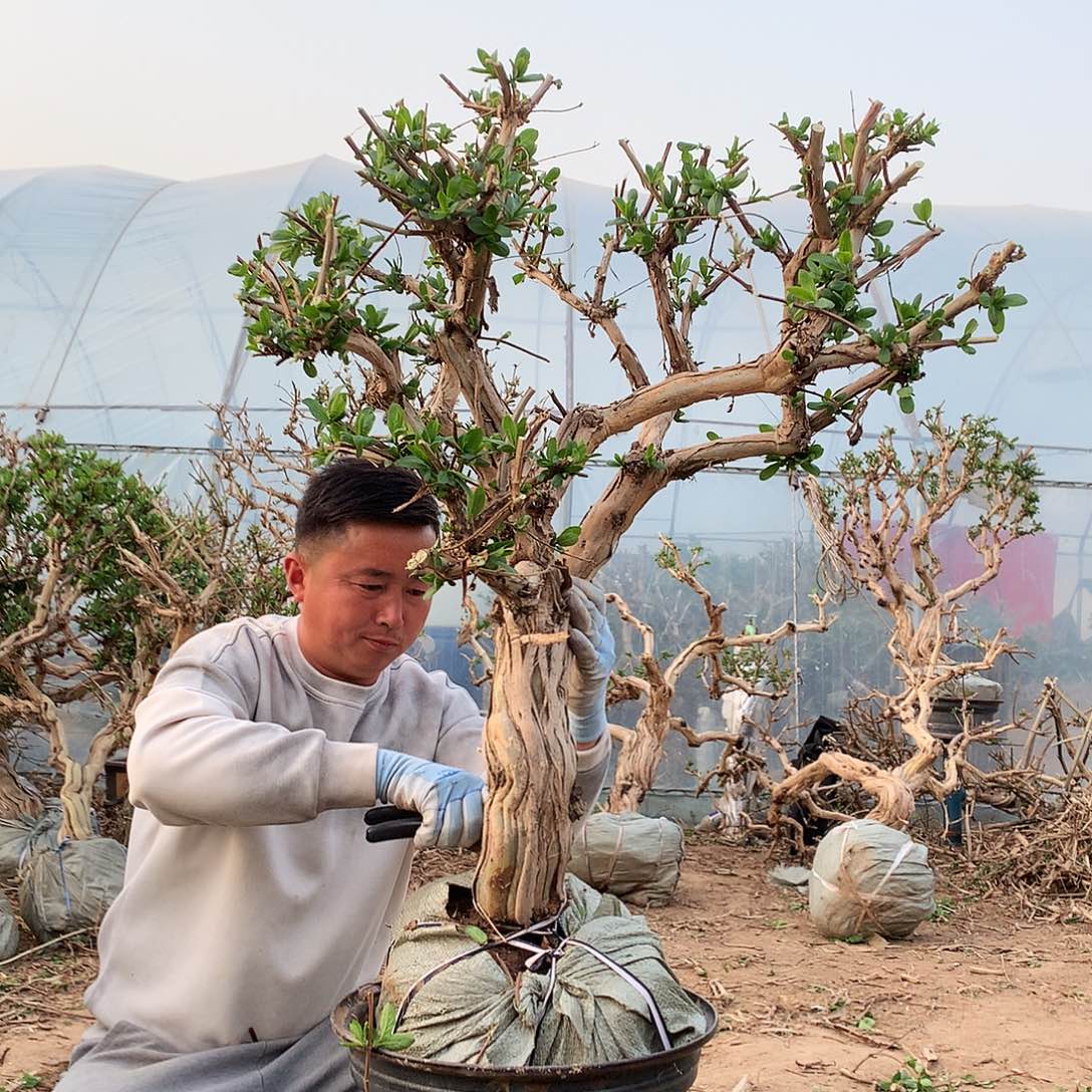 金银花45685986868