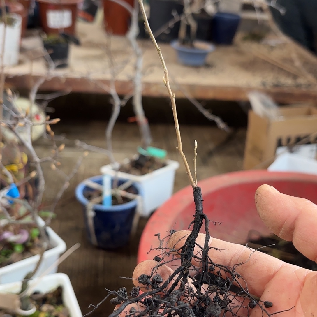 老***柴姬花梨哈哈哈哈哈哈哈