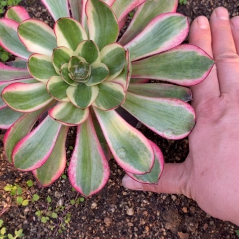 555五毒白锦满25包邮多肉