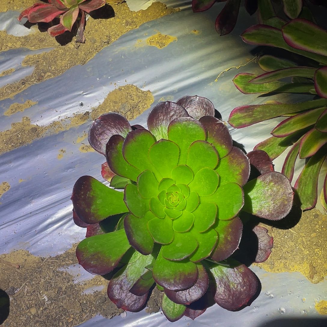 2557雨荷多肉植物