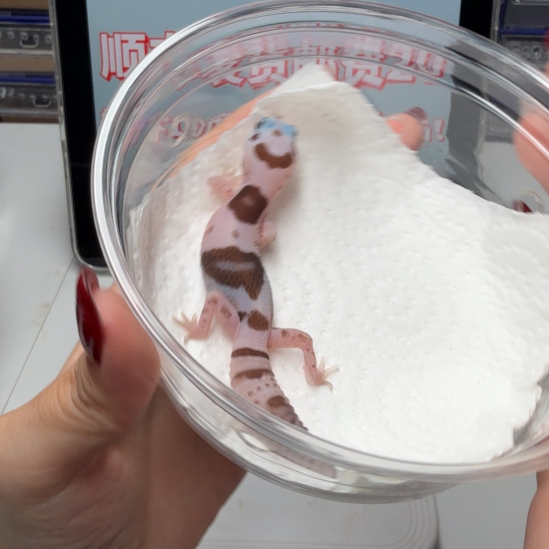 肥尾守宫高白奶牛奥利奥妹妹