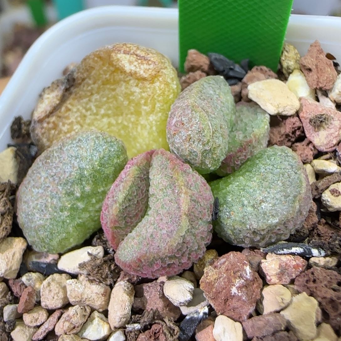 编号652底叶插，四方盆发