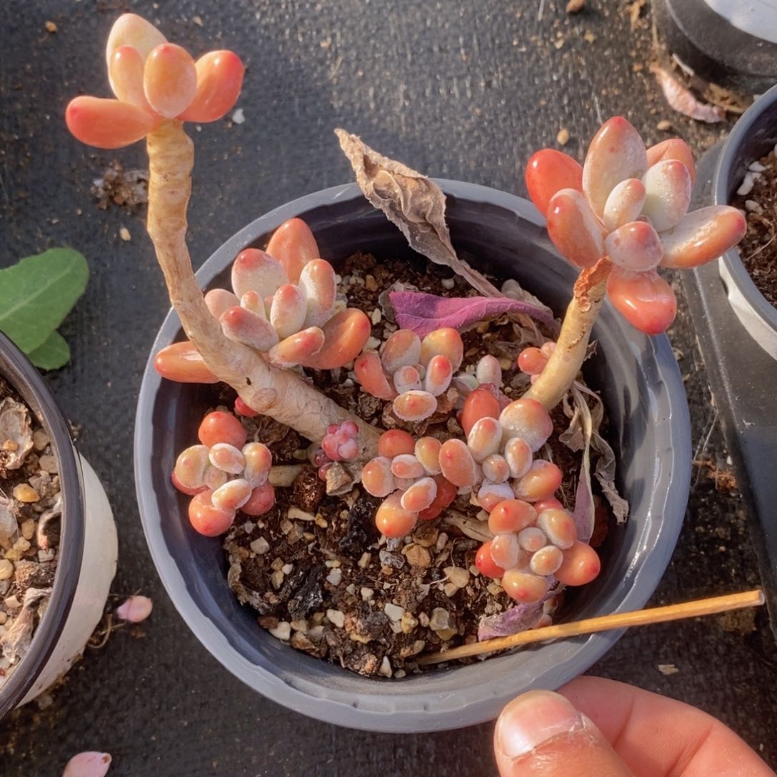 可问主播品种，下滑链接更多品种多肉选择