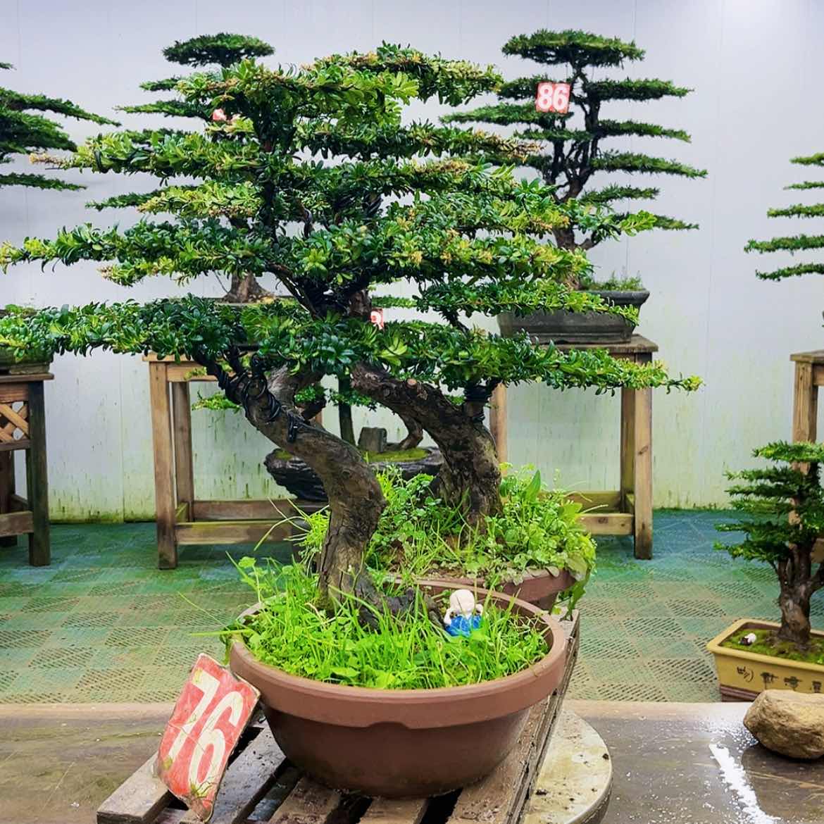 【闪购商品】无花朵