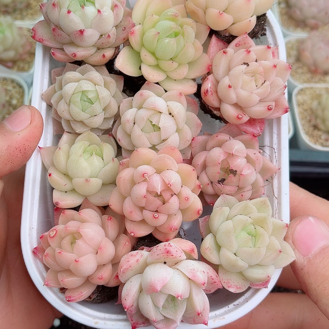 1-882 新疆西藏内蒙不发12.8包邮2-3公分多肉