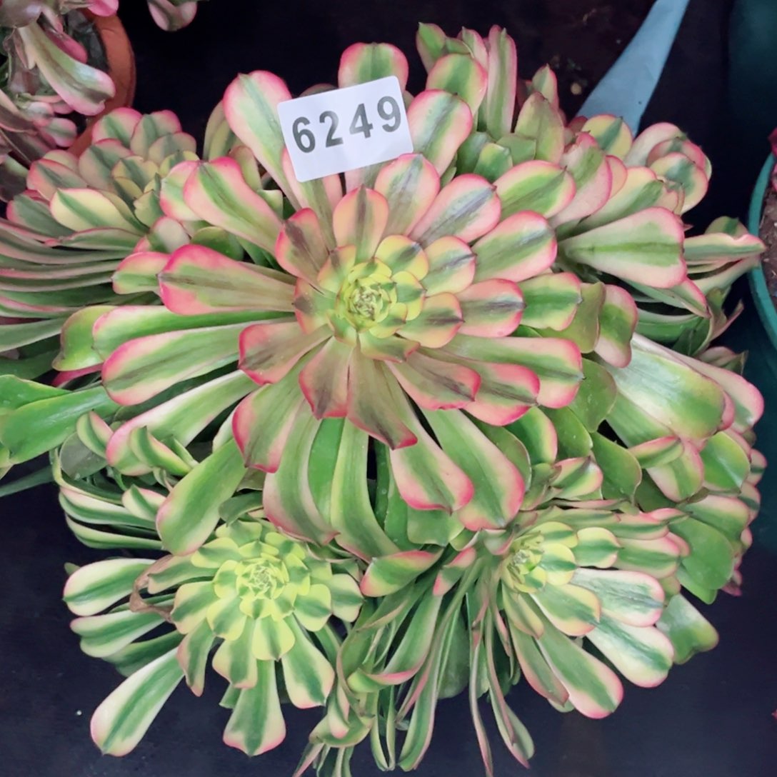 新品粉钻多肉特价