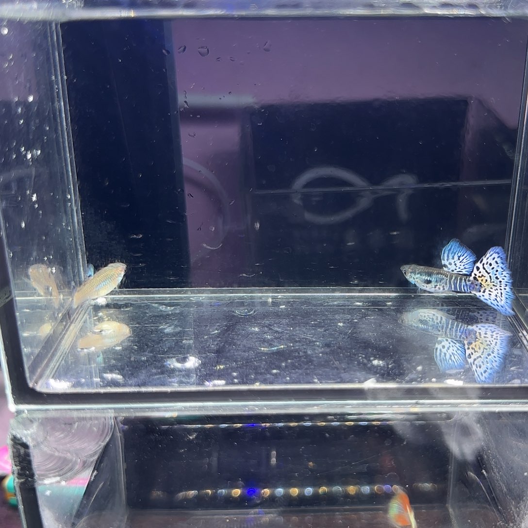 孔雀鱼银河白蛇一对