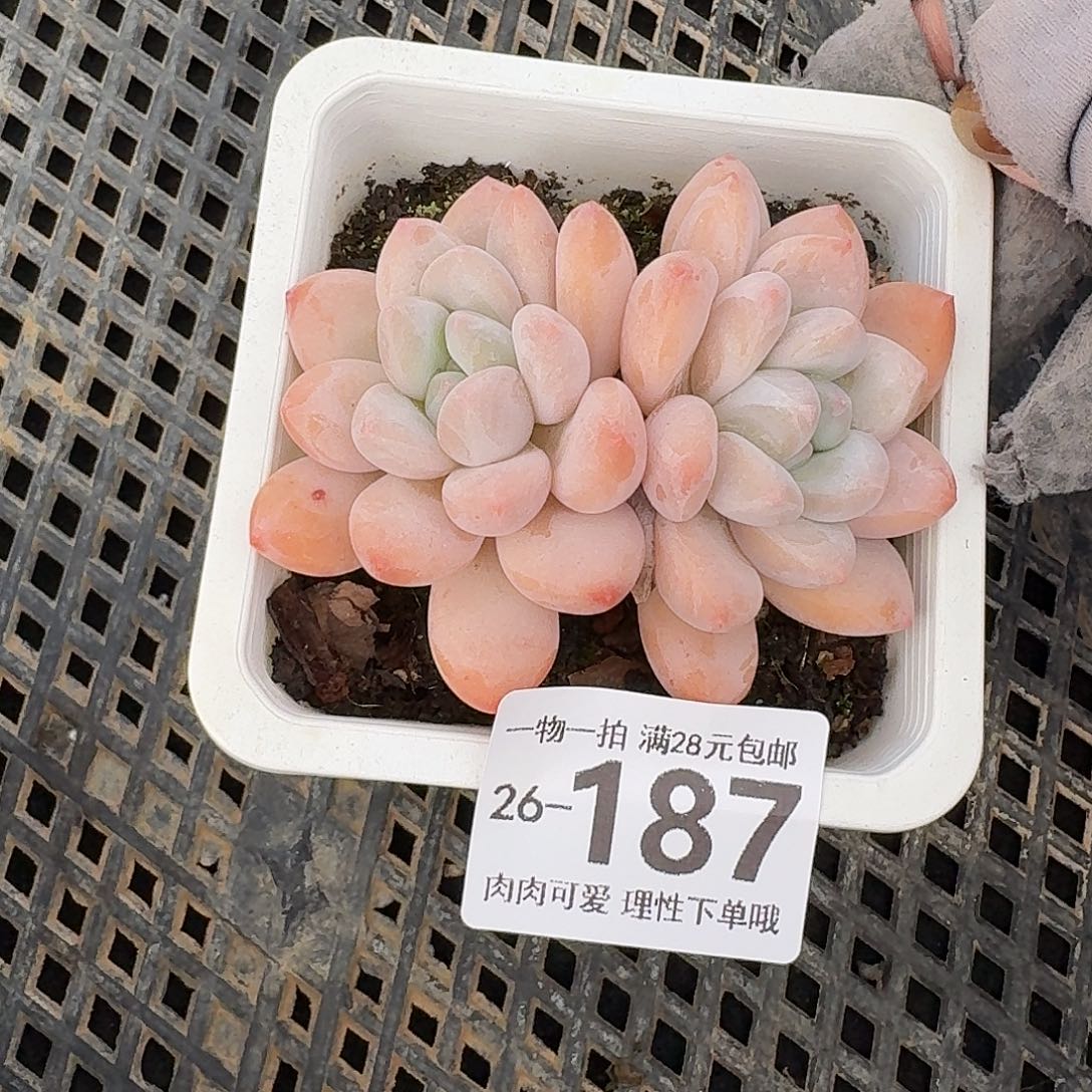 香水无盆土发货无发