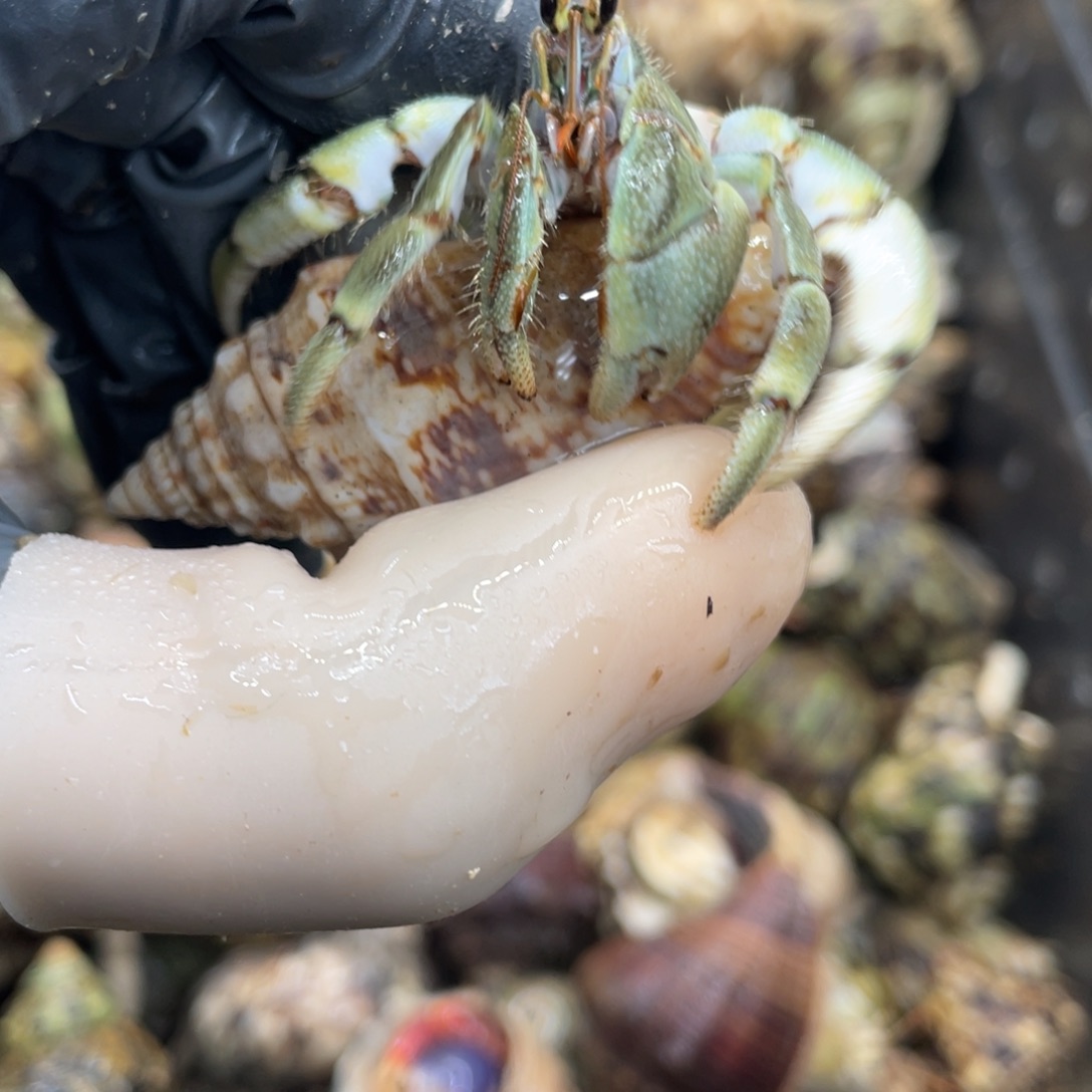 不退不换活体宠物124