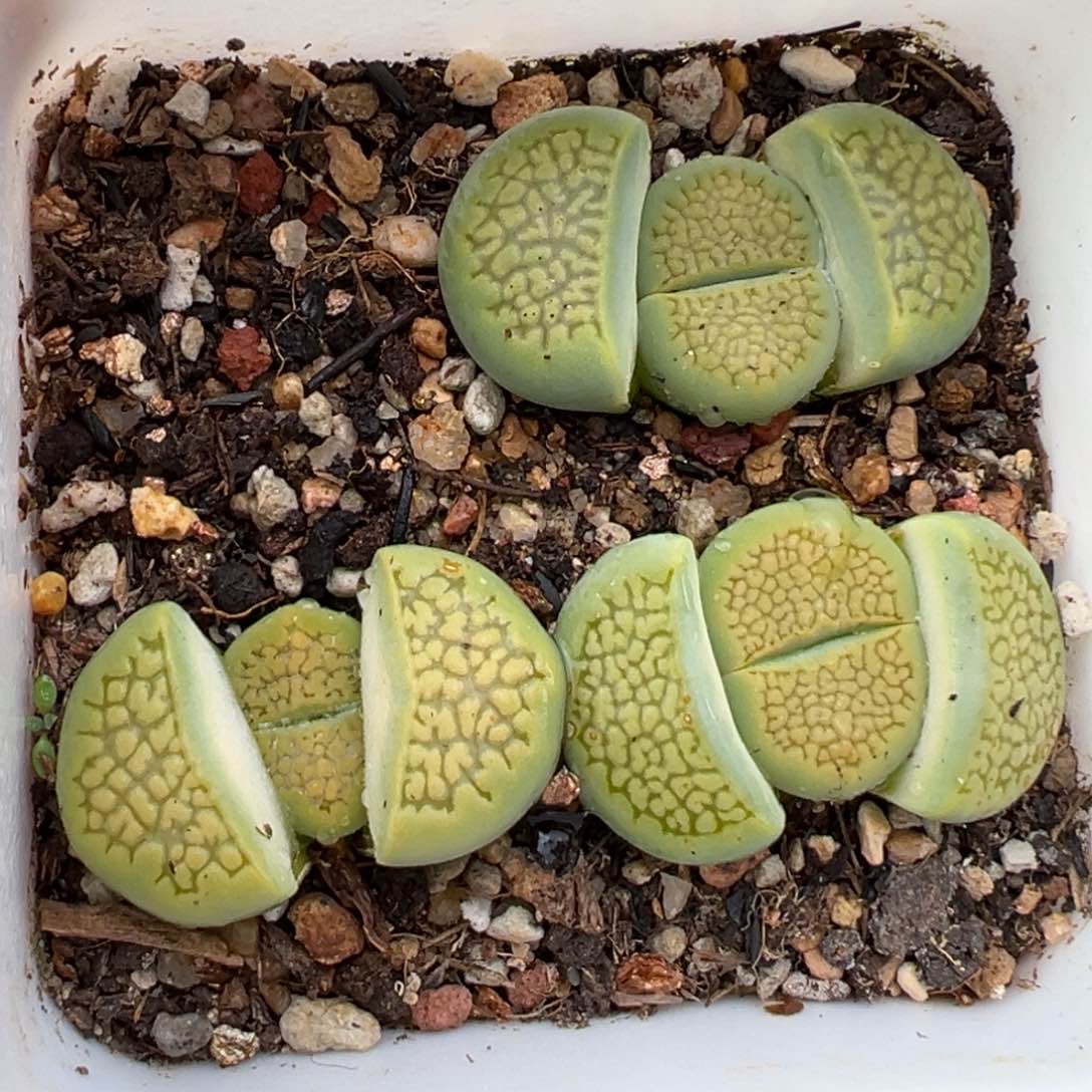 2.13好看的多肉396