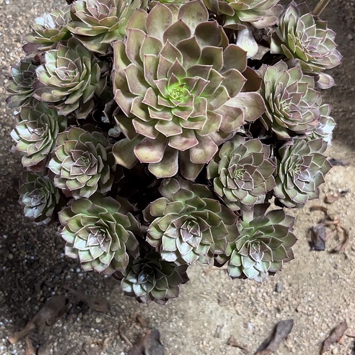多肉植物红魔…………