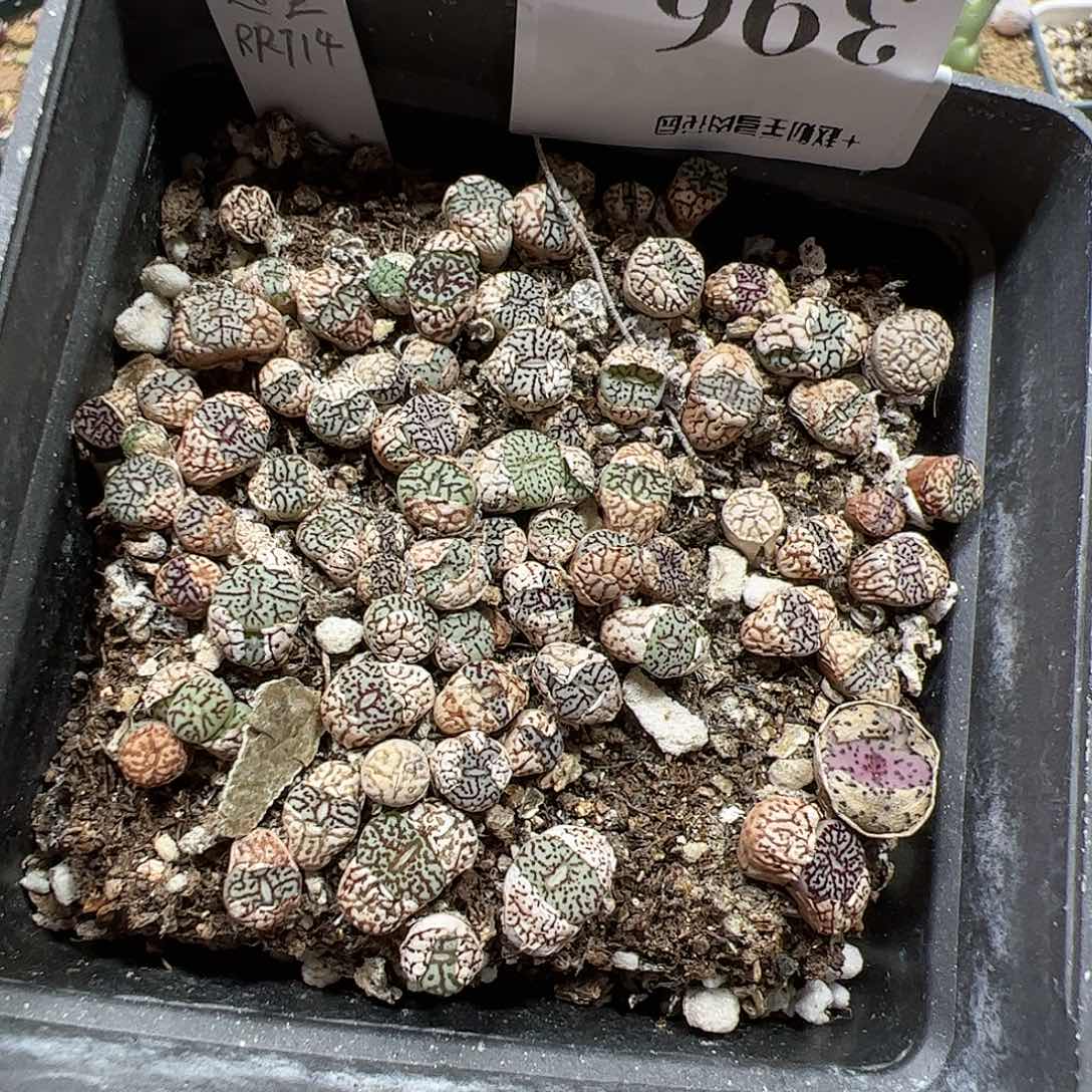 【闪购商品】396 超墨