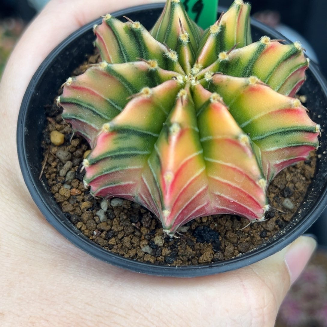 H39泰系肋骨锦，带盆土发货