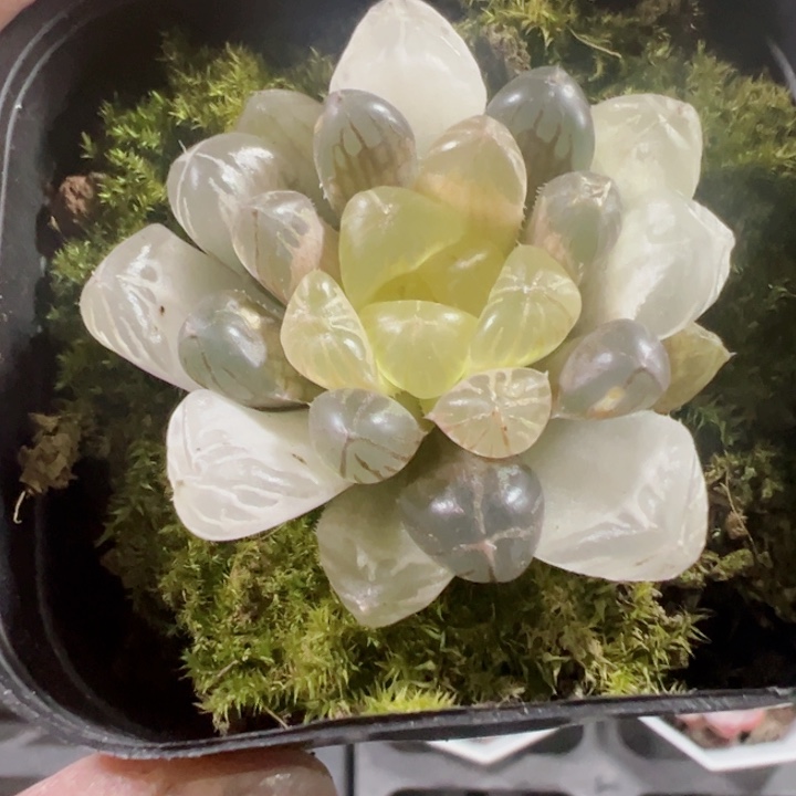 琥珀玉露精品多肉植物