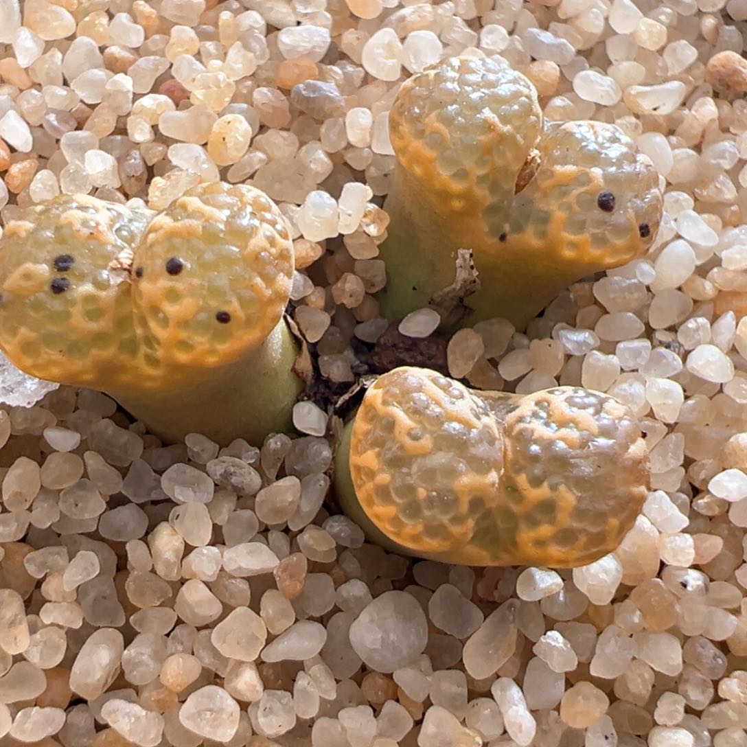 844优选全窗泡泡勋章三头