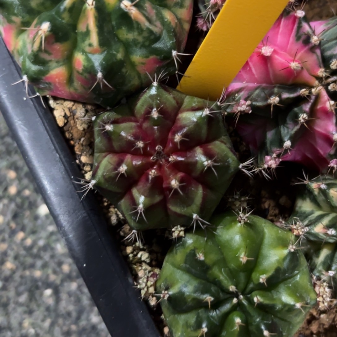 L809-1210泰国发货 火星