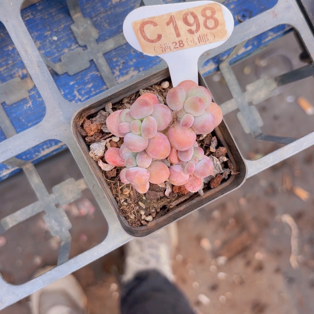 C198苹果奶一物语拍