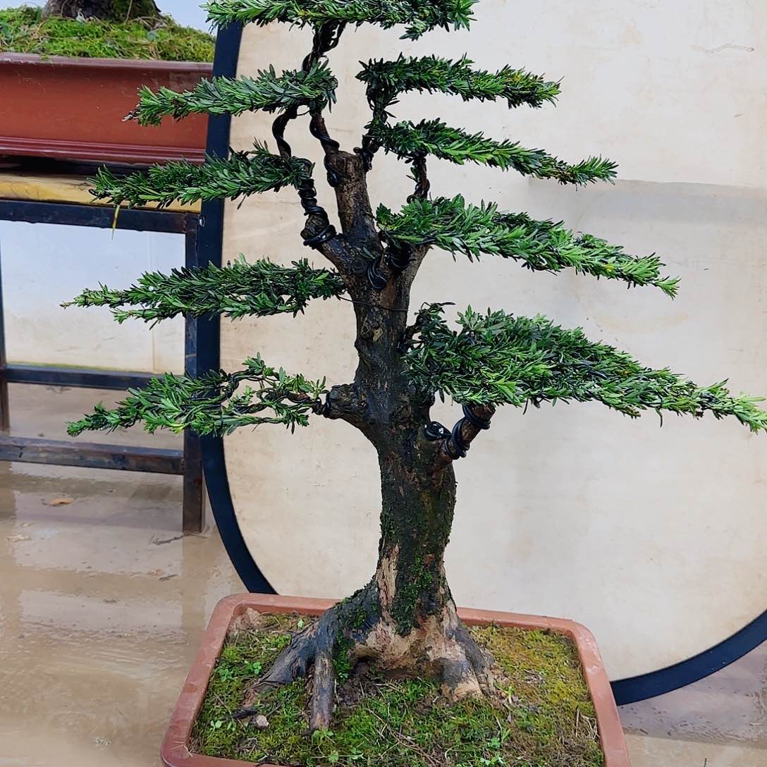 万****佛盆景的一天都在这里的