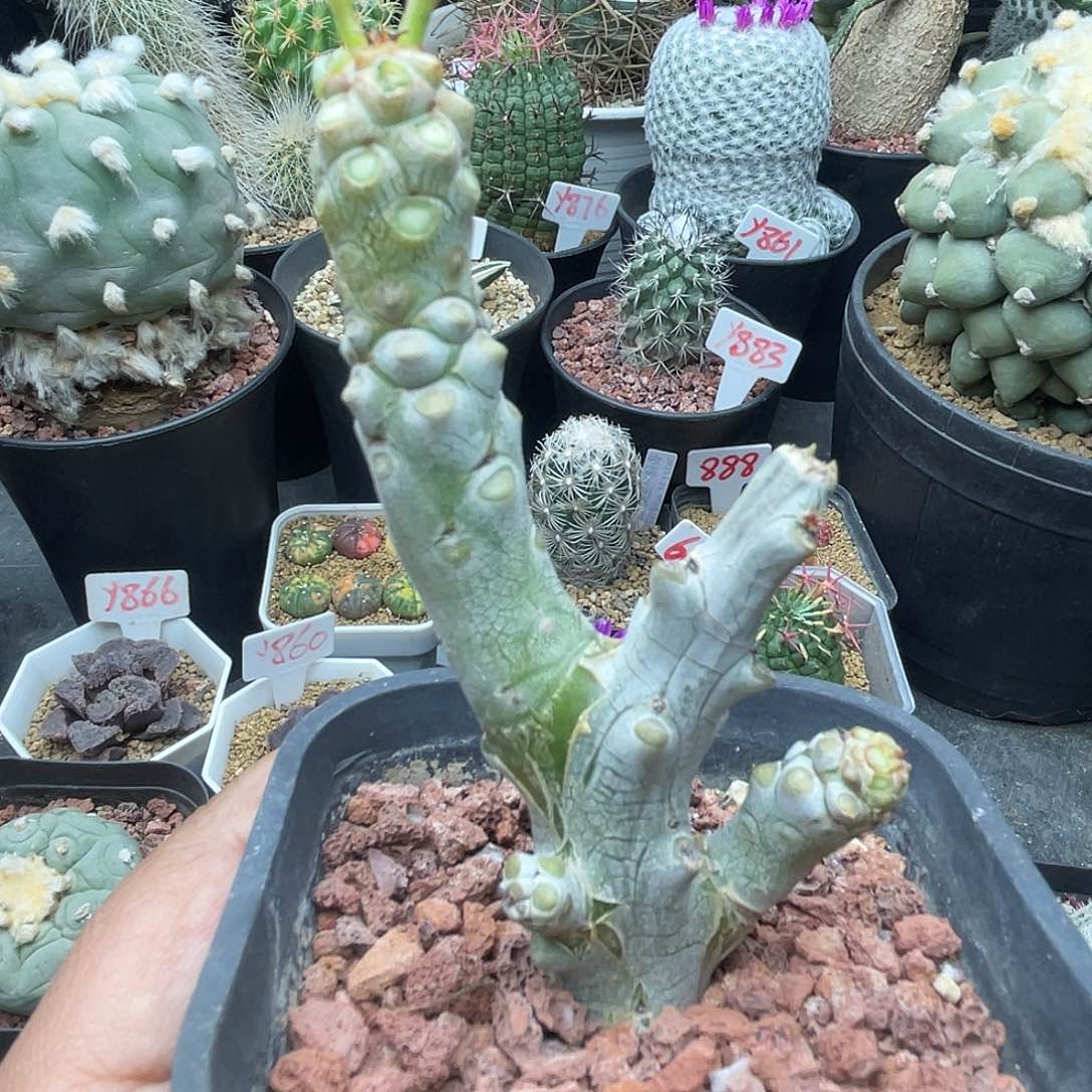 阿魁奇峰锦属仙人球