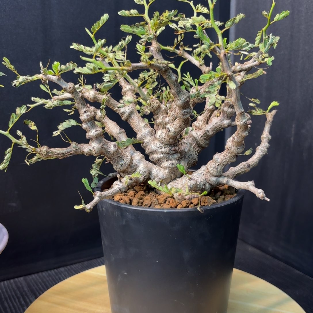 木  沙漠苏木带盆土