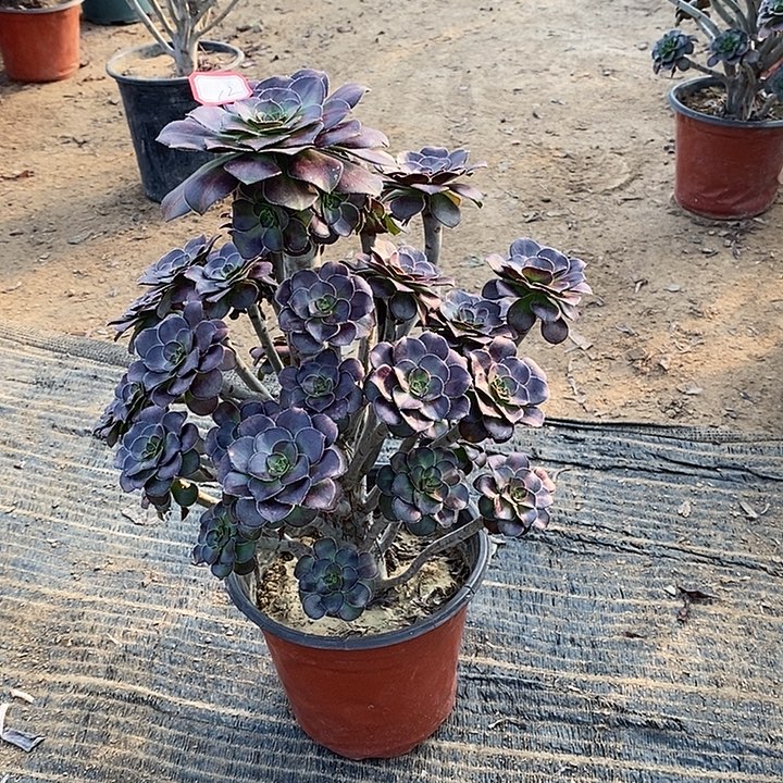 12，晚霞多肉法师多肉法师