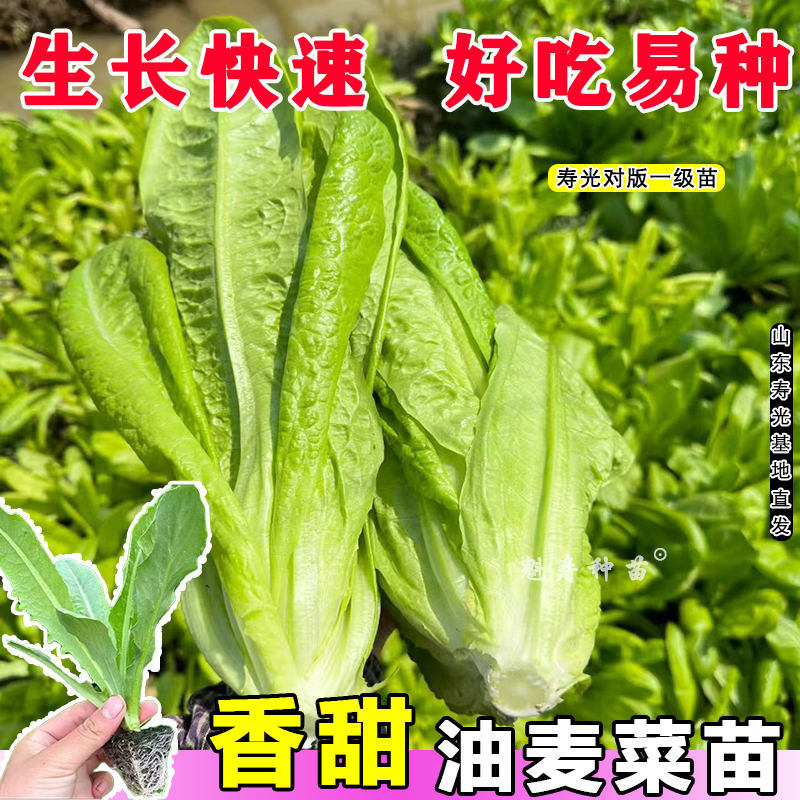 正宗油麦菜苗四季大棵秧苗清香脆甜种籽耐寒耐热大棚菜园盆栽种苗