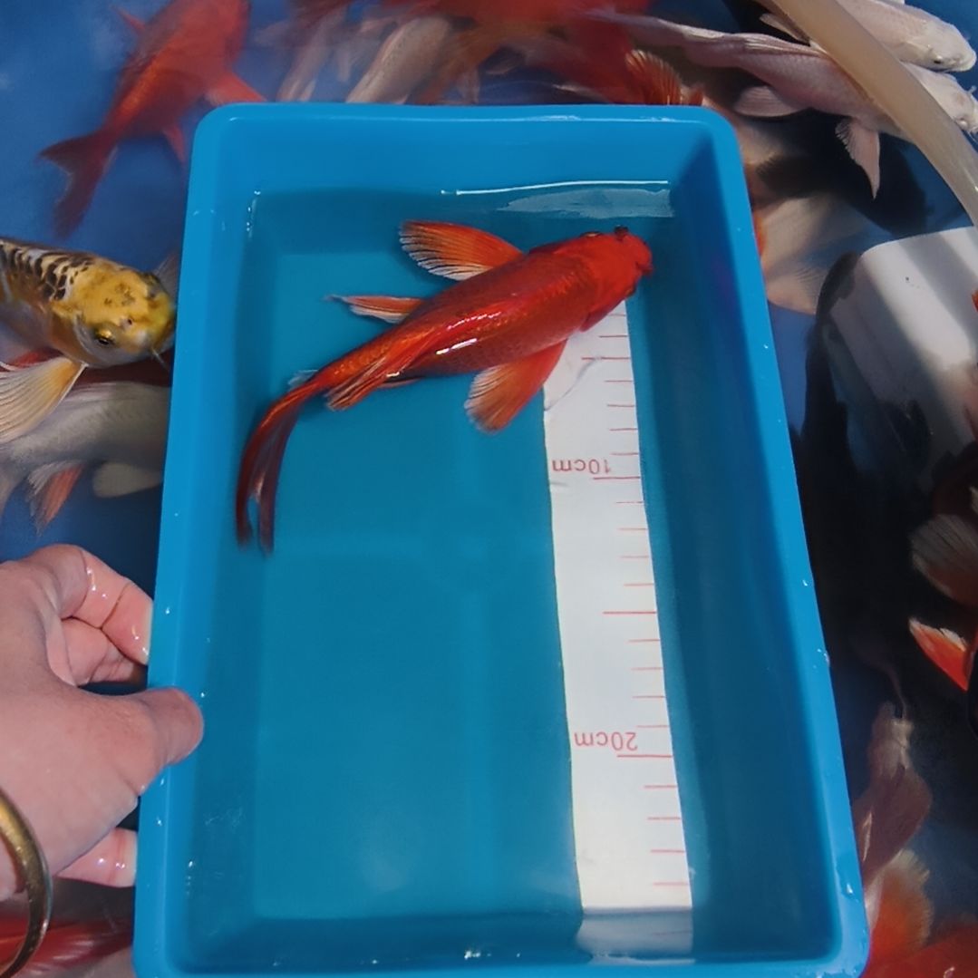 蝴蝶鲤鱼蝴蝶鲤红色1条