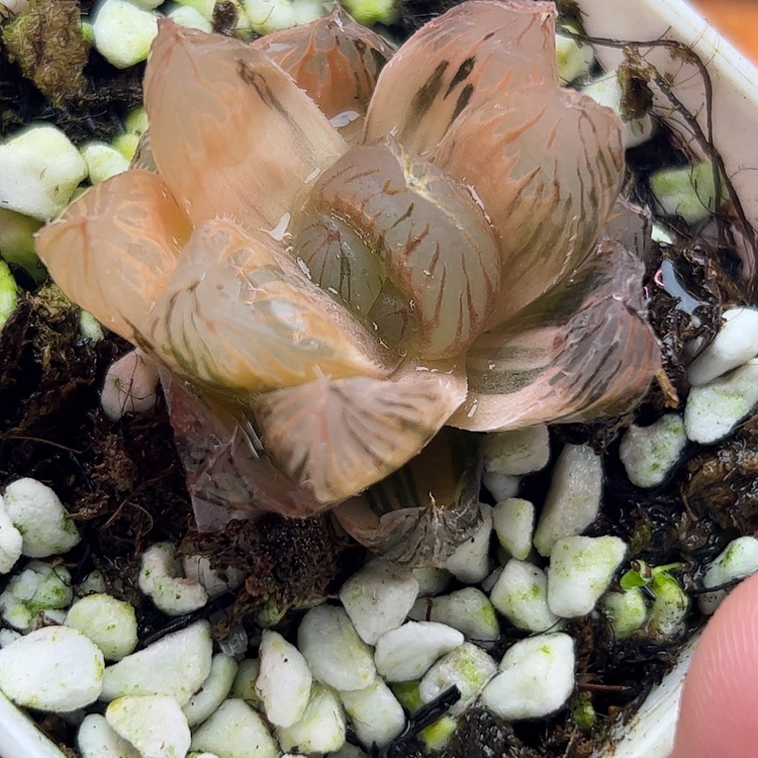 om锦十二卷多肉植物