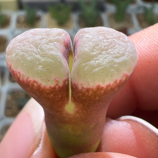 红体白窗一颗782。