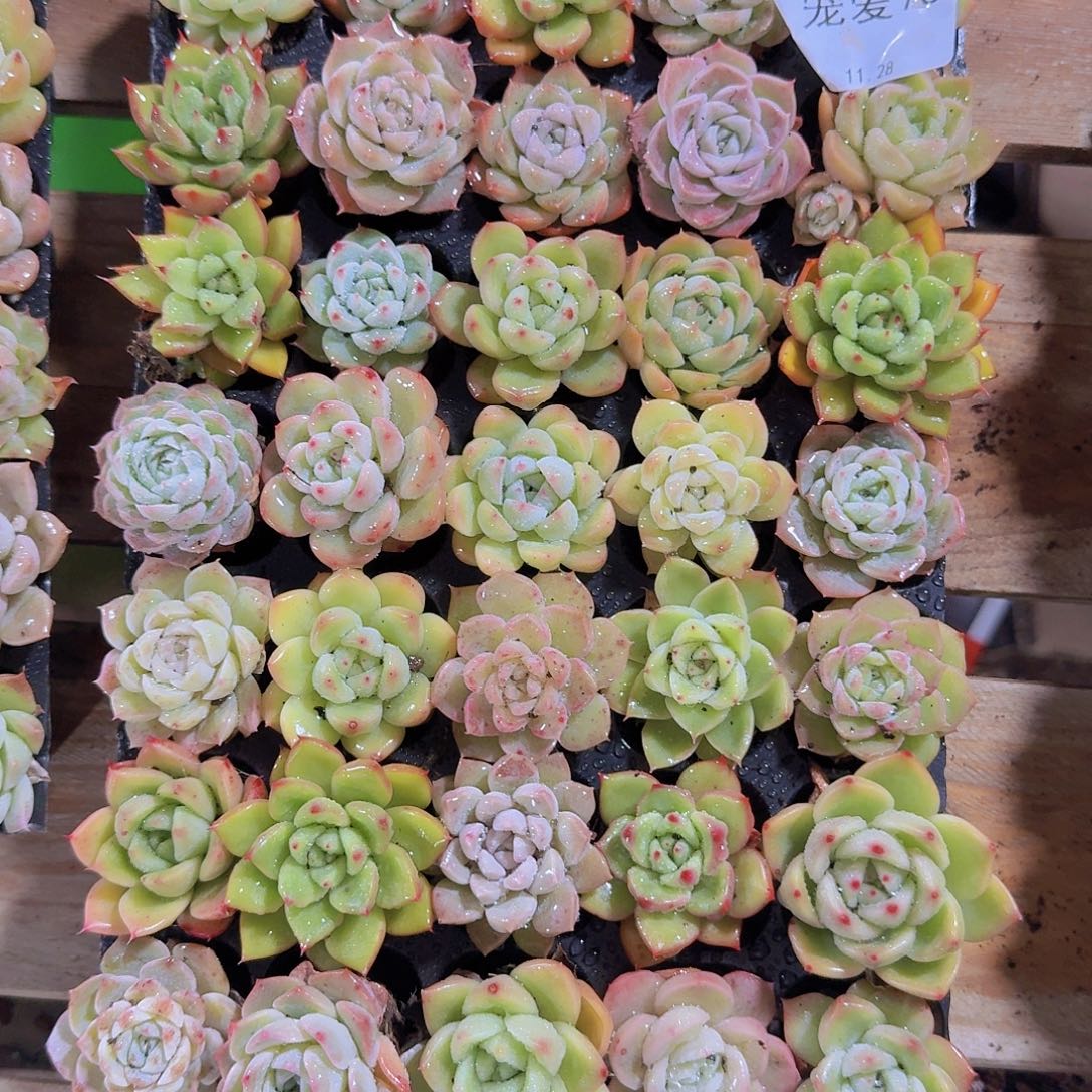 直播福利一物一拍75